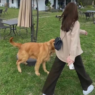 公主请回家
